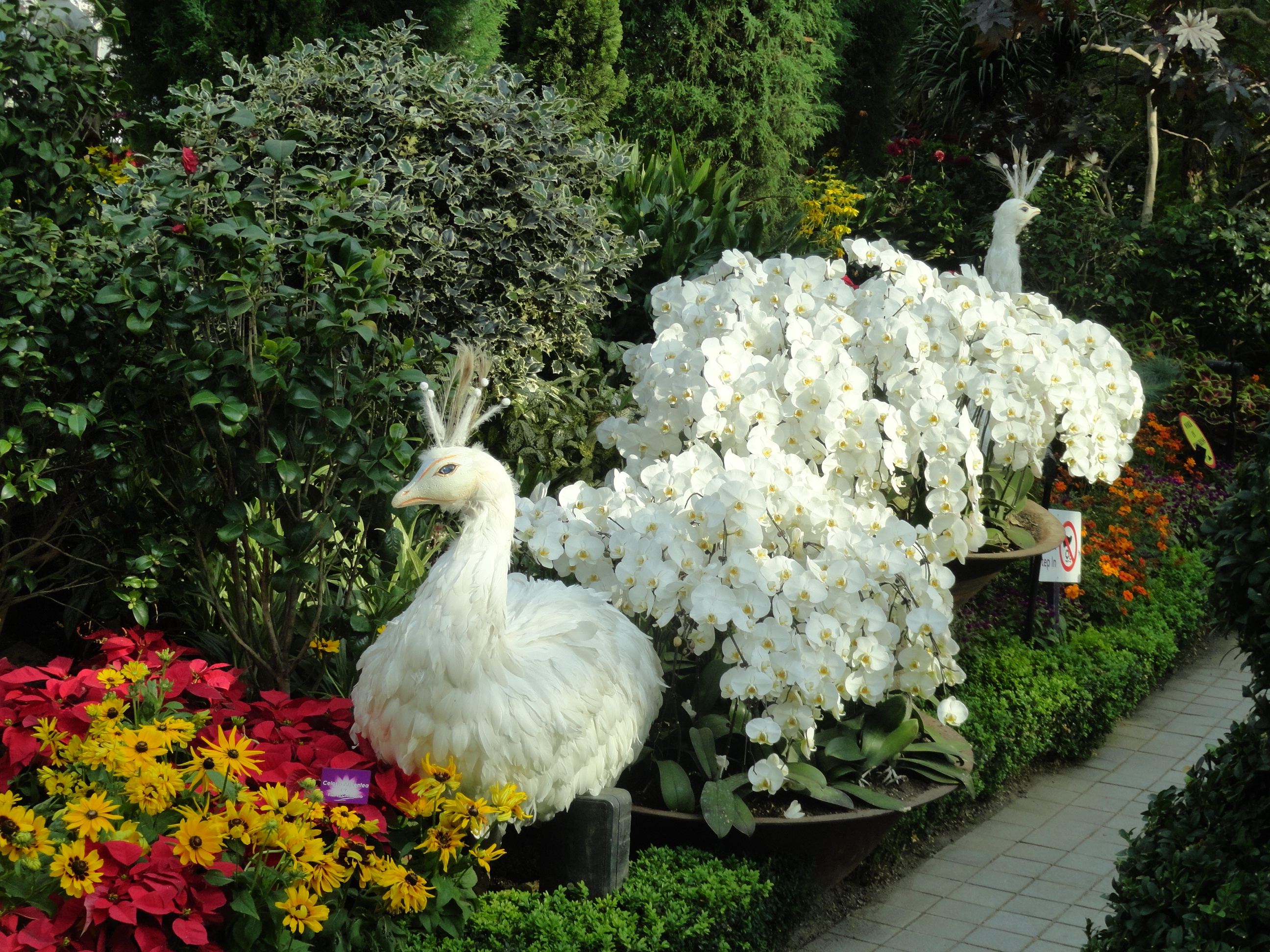 White peacock in the Flower Dome
