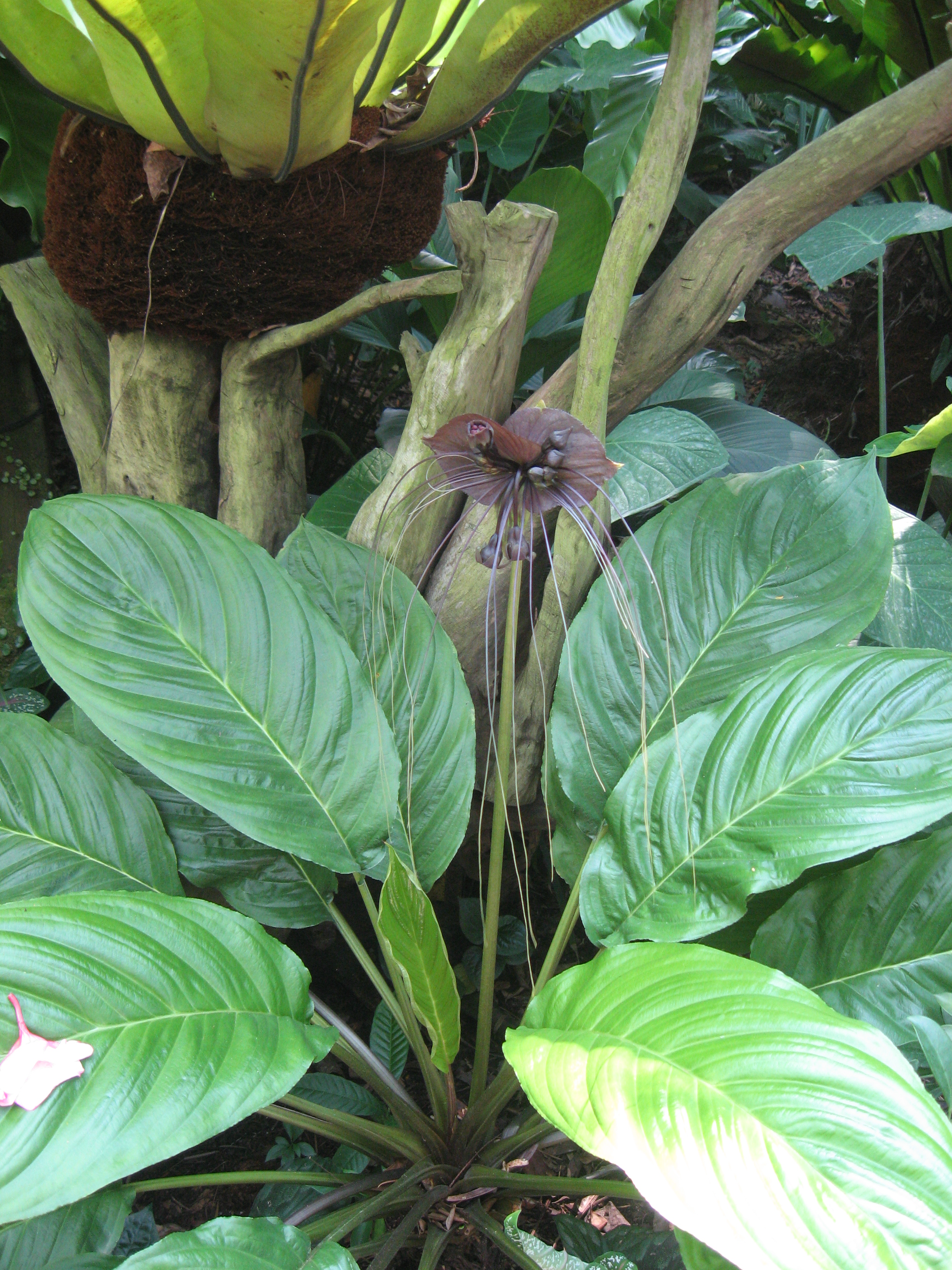 Orchid with moustache