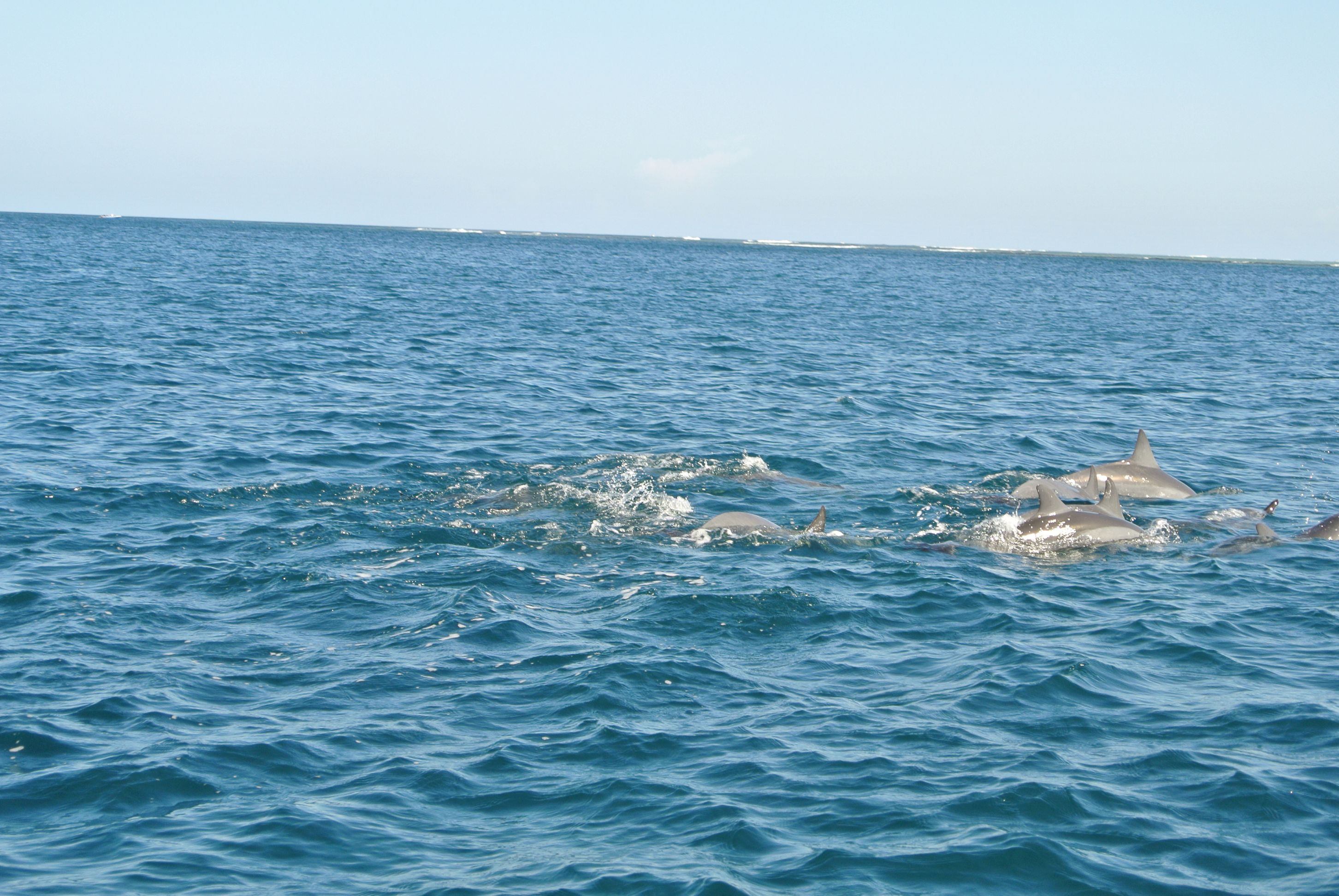 Dolphins joy