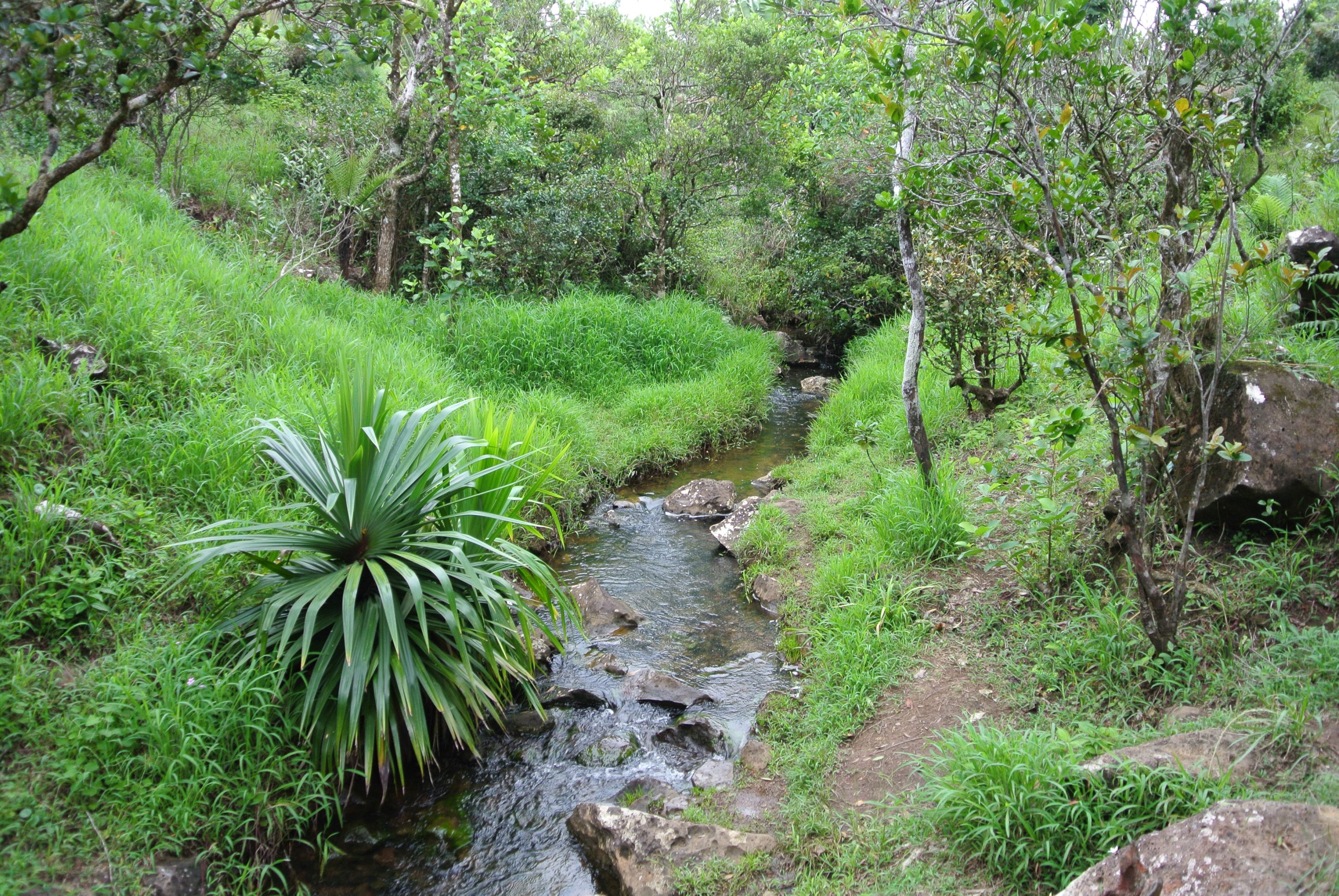A green spot in Paradise ( inside National Park)
