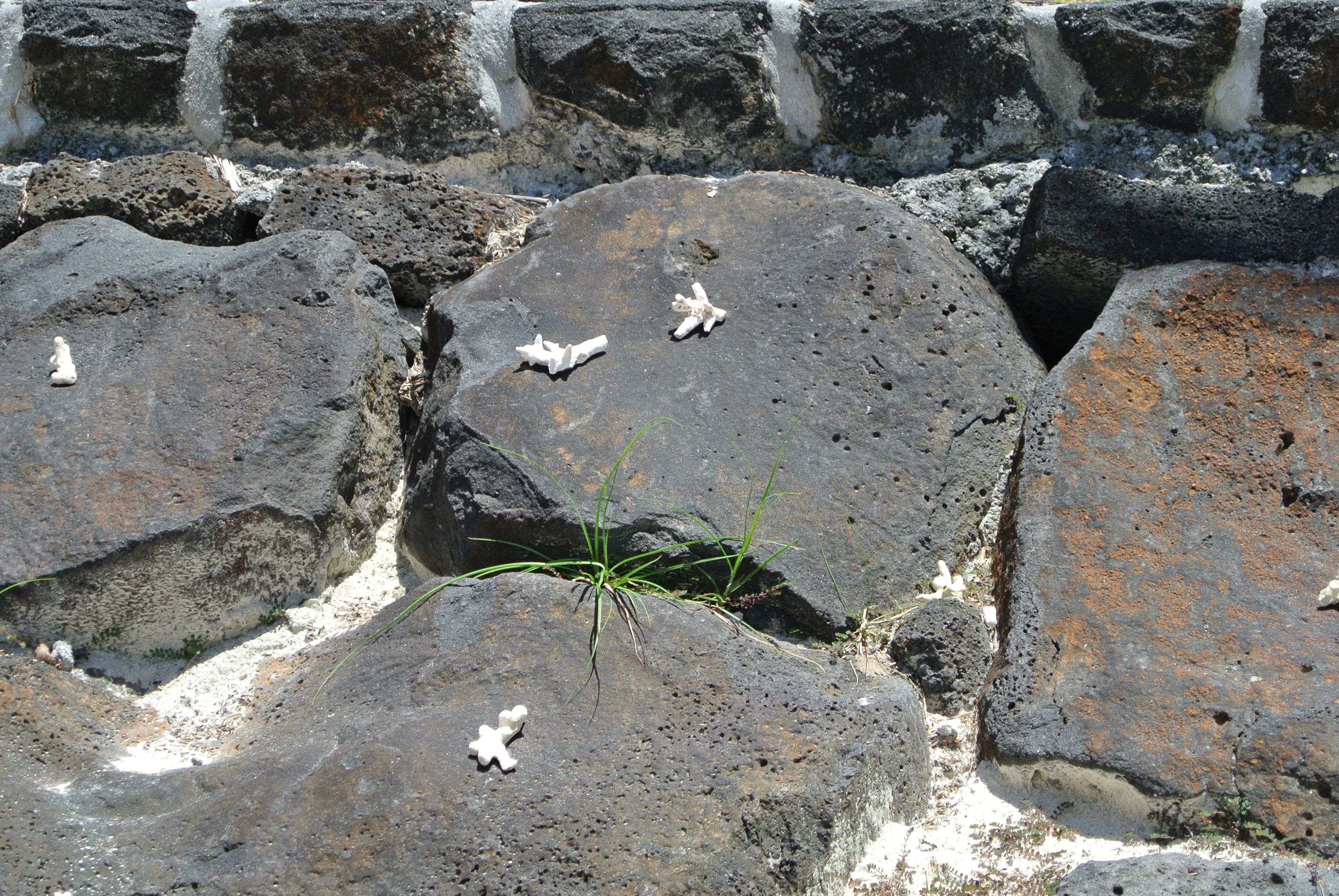 Corals, sun, sounds of the ocen....paradise