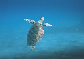 Marsa Alam